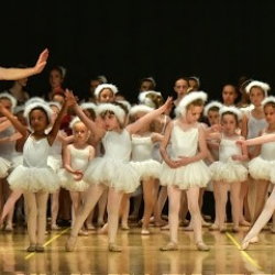School for Swans